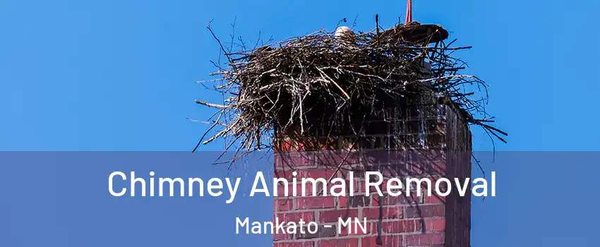 Chimney Animal Removal Mankato - MN