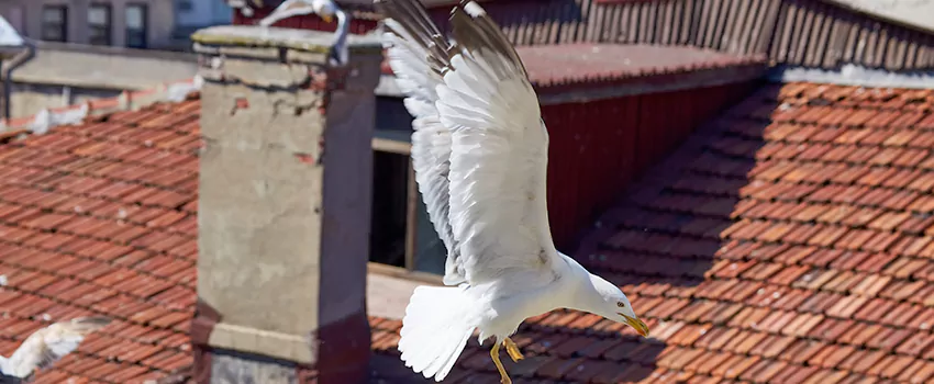 Residential Chimney Animal Removal Solution in Mankato, MN